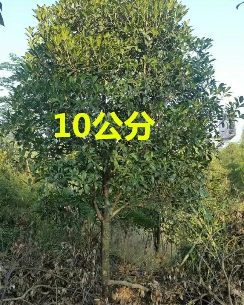 桂花树苗盆栽植物大树庭院四季桂金桂浓香型带花开花不断客厅