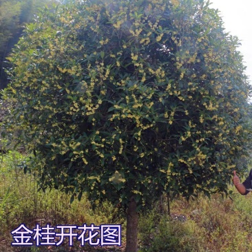 桂花树苗盆栽植物大树庭院四季桂金桂浓香型带花开花不断客厅