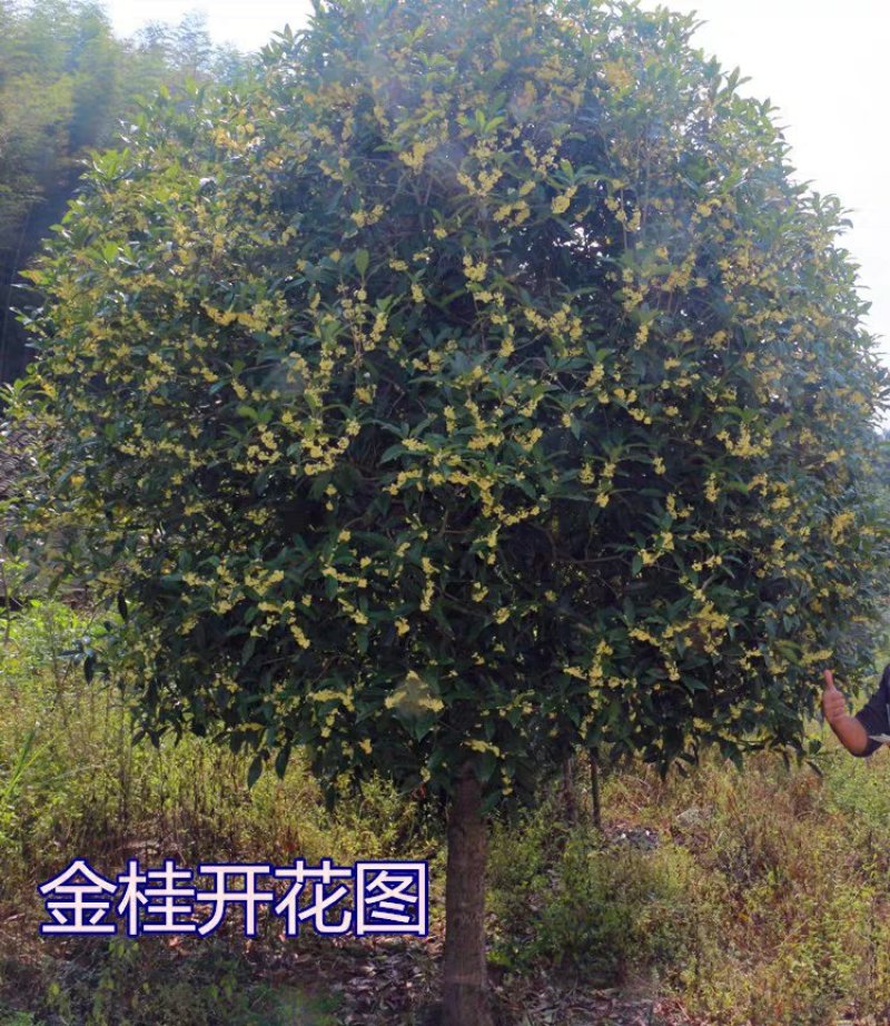 桂花树苗盆栽植物大树庭院四季桂金桂浓香型带花开花不断客厅