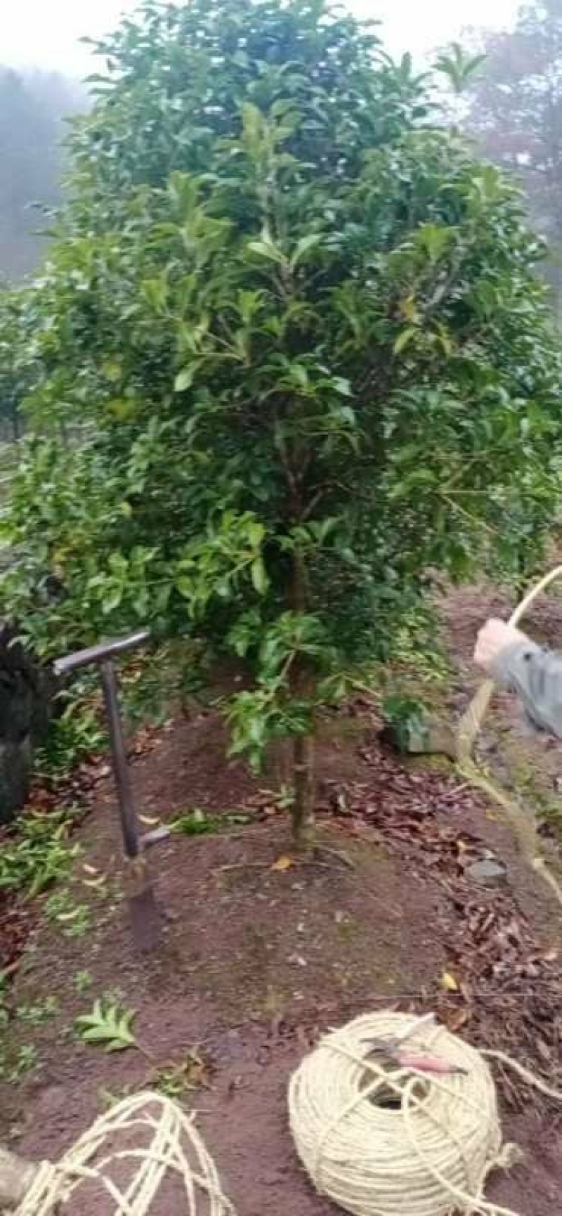 桂花树苗盆栽植物大树庭院四季桂金桂浓香型带花开花不断客厅