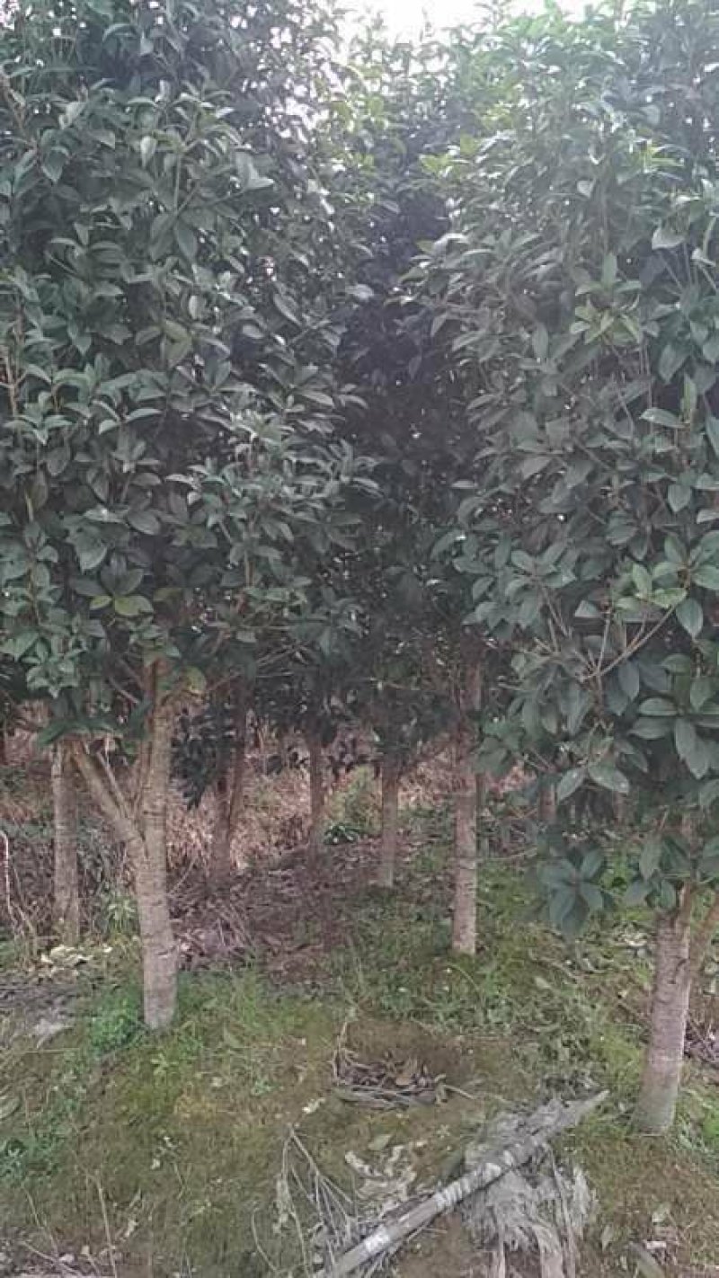 桂花树苗盆栽植物大树庭院四季桂金桂浓香型带花开花不断客厅