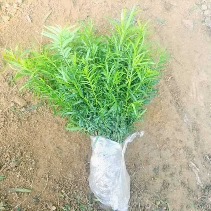 红豆杉树苗曼地亚南方红豆杉小苗四季常青室内外盆栽地栽绿植