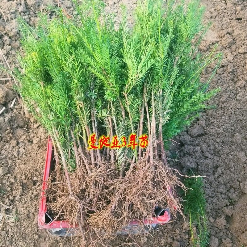 红豆杉树苗曼地亚南方红豆杉小苗四季常青室内外盆栽地栽绿植
