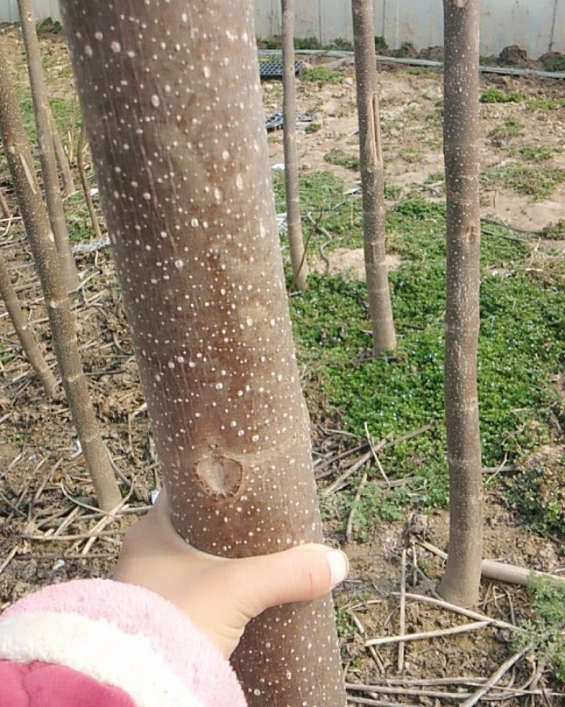 一级桐树苗