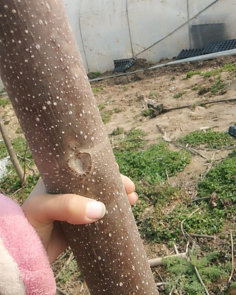 一级桐树苗