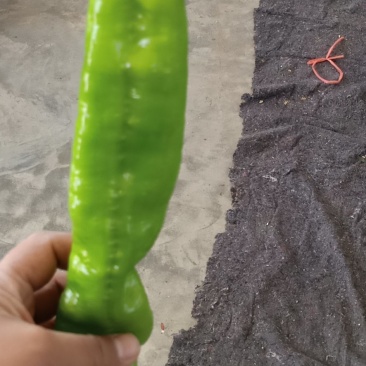 靖远辣椒