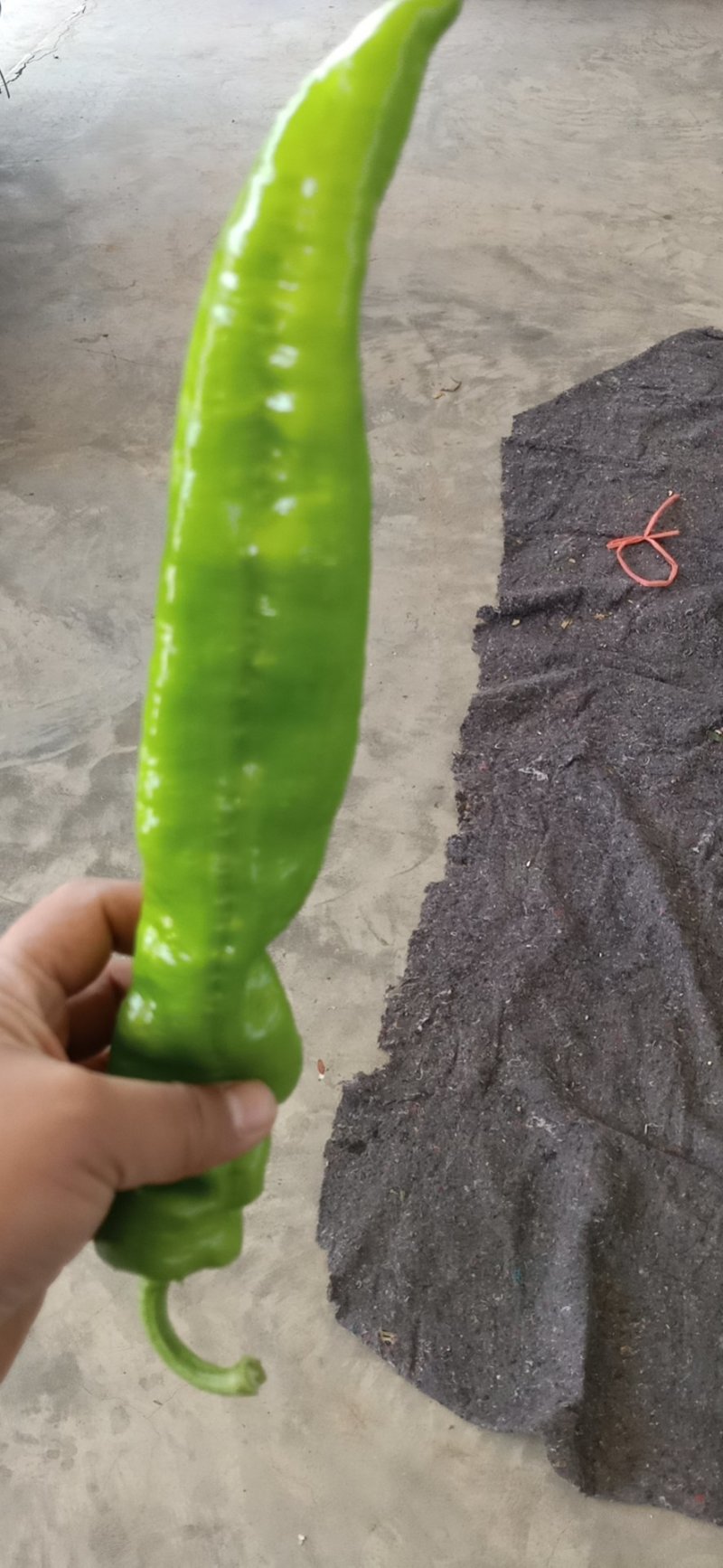 靖远辣椒