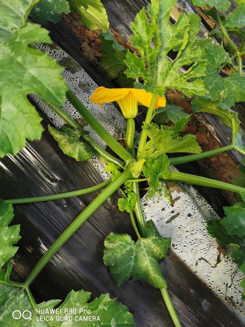 西葫芦