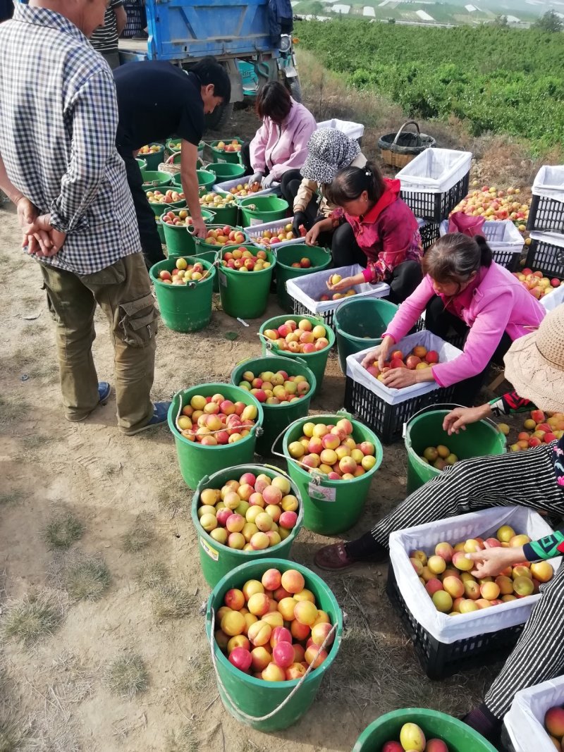 丰园红杏子批发，金太阳杏子基地价格，陕西杏子产地行情