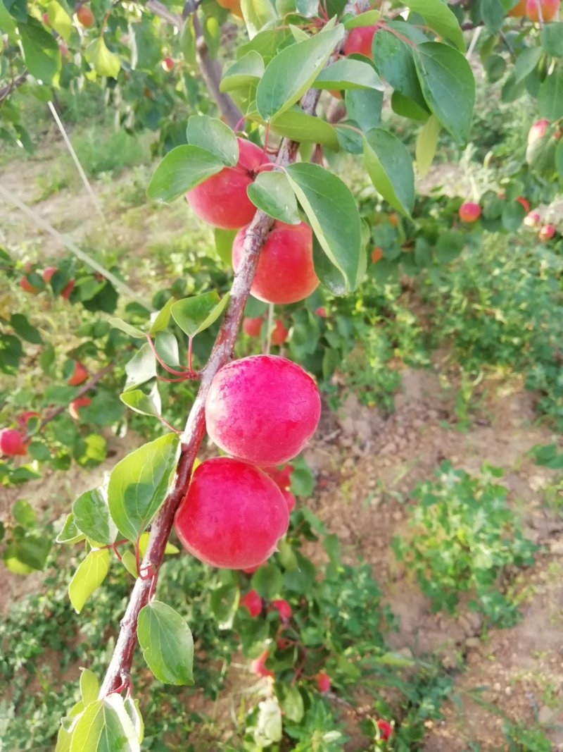 丰园红杏子批发，金太阳杏子基地价格，陕西杏子产地行情