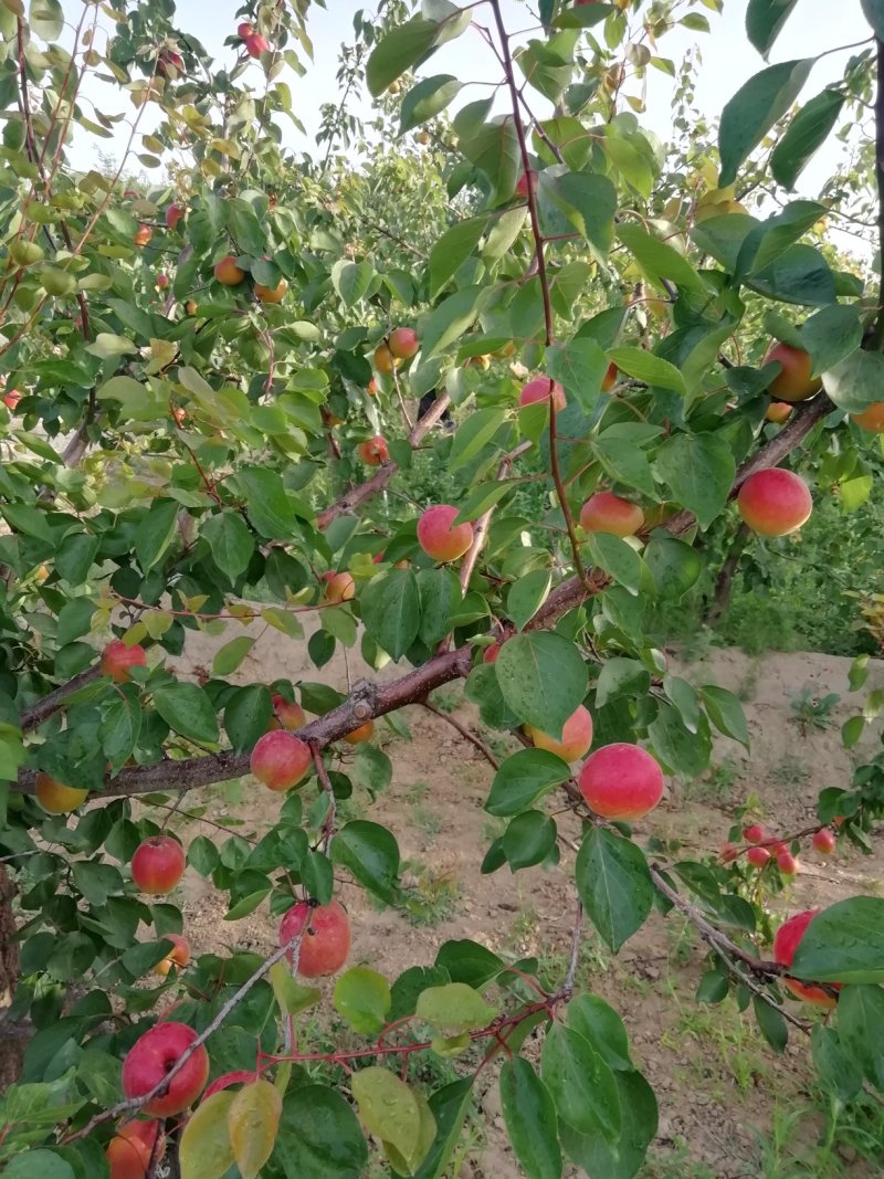 丰园红杏子批发，金太阳杏子基地价格，陕西杏子产地行情