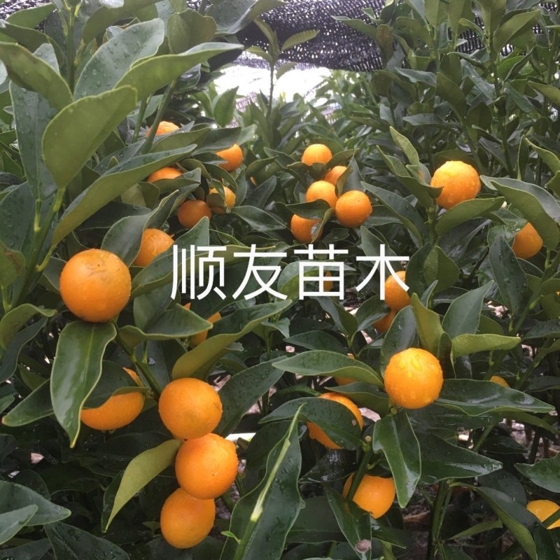 1年金桔苗挂果金桔苗不挂果台州黄岩自产自销种植户