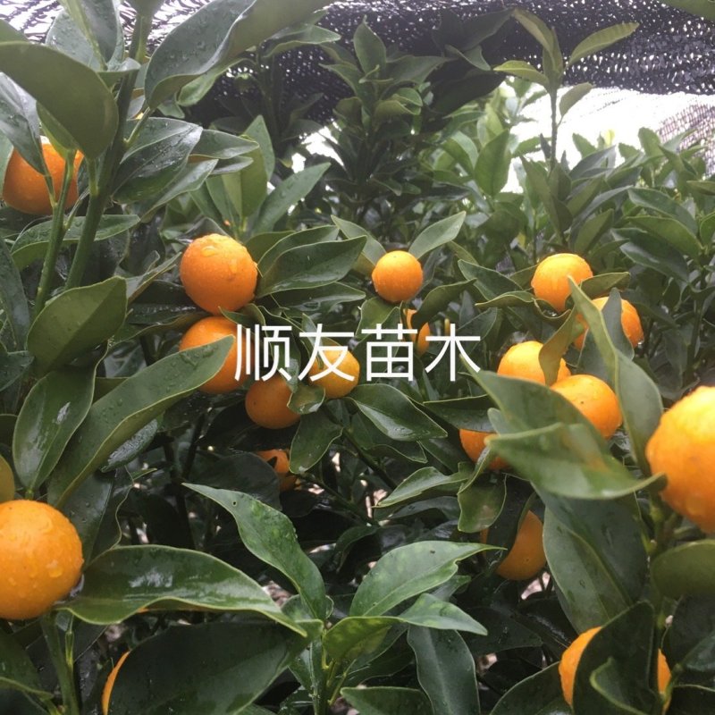 1年金桔苗挂果金桔苗不挂果台州黄岩自产自销种植户