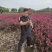 美国天鹅绒紫薇，基地直销，质量保证