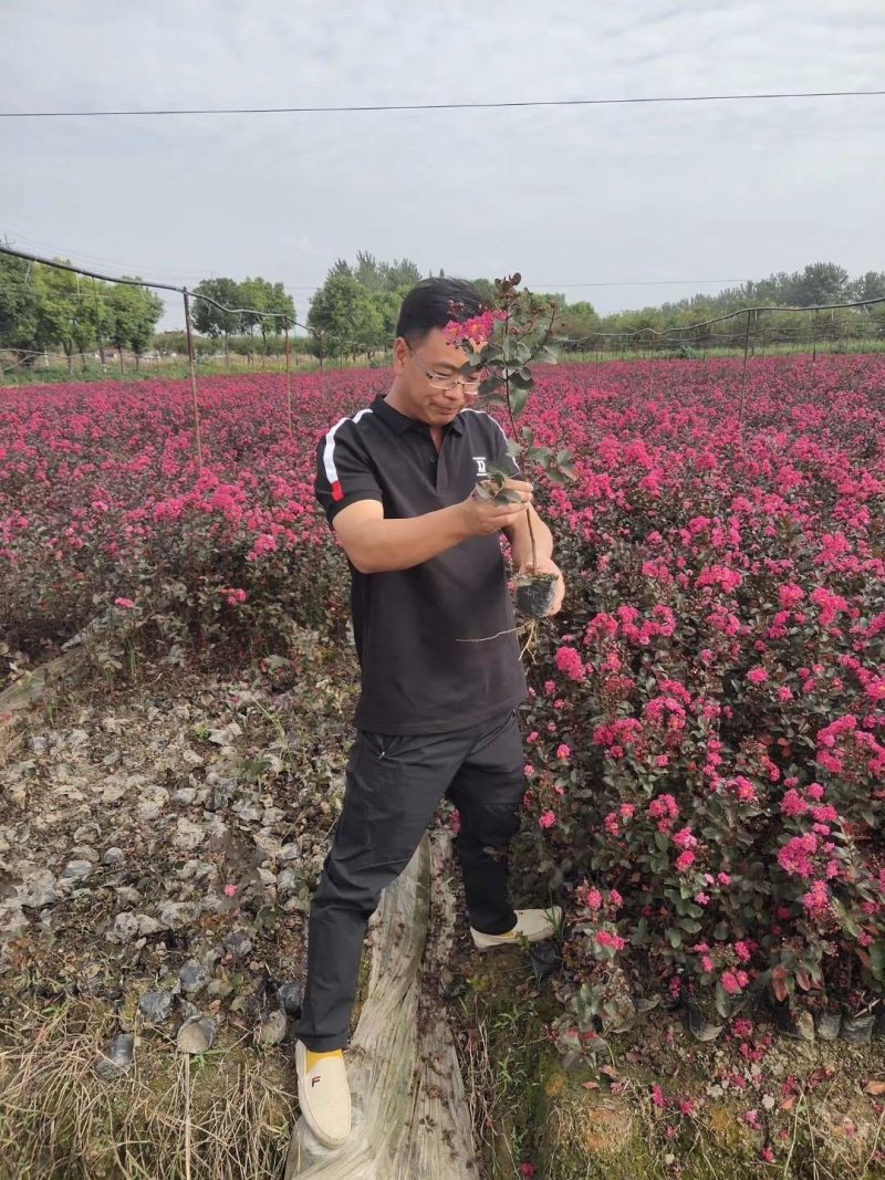 美国天鹅绒紫薇，基地直销，质量保证