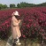 美国天鹅绒紫薇，基地直销，质量保证