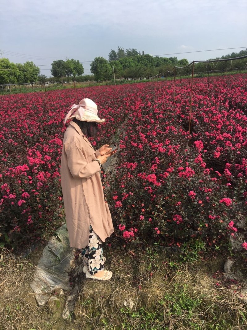美国天鹅绒紫薇，基地直销，质量保证