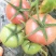 精品西红柿(绿色食品)