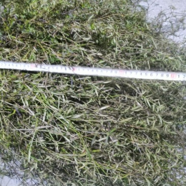 野生白花蛇舌草方杆蛇舌草