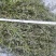 野生白花蛇舌草方杆蛇舌草