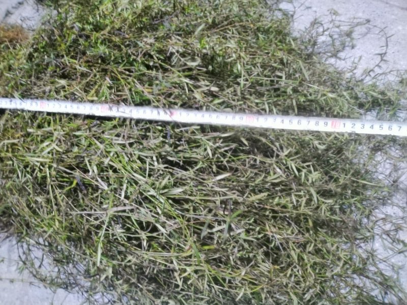 野生白花蛇舌草方杆蛇舌草