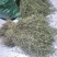 野生白花蛇舌草方杆蛇舌草