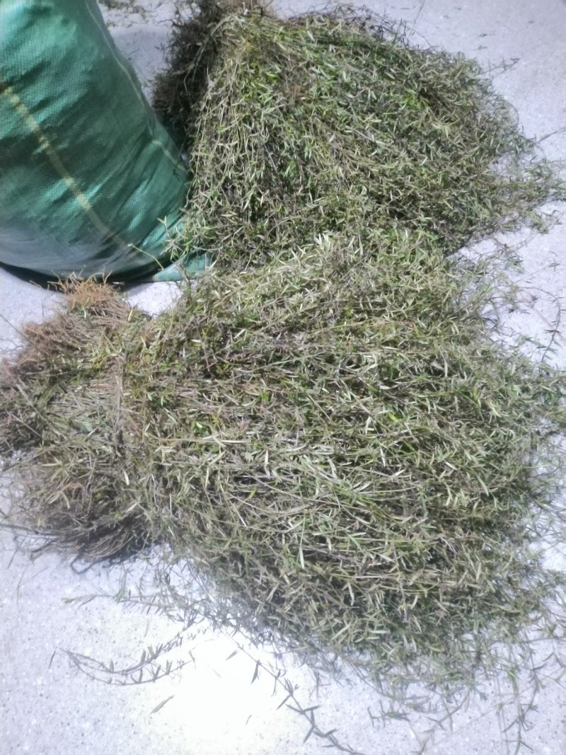 野生白花蛇舌草方杆蛇舌草