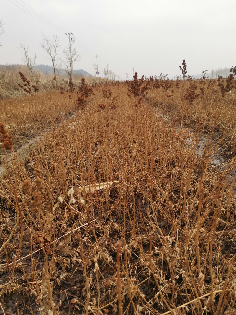 珍珠梅东北珍珠梅基地保证成活率各种规格齐全