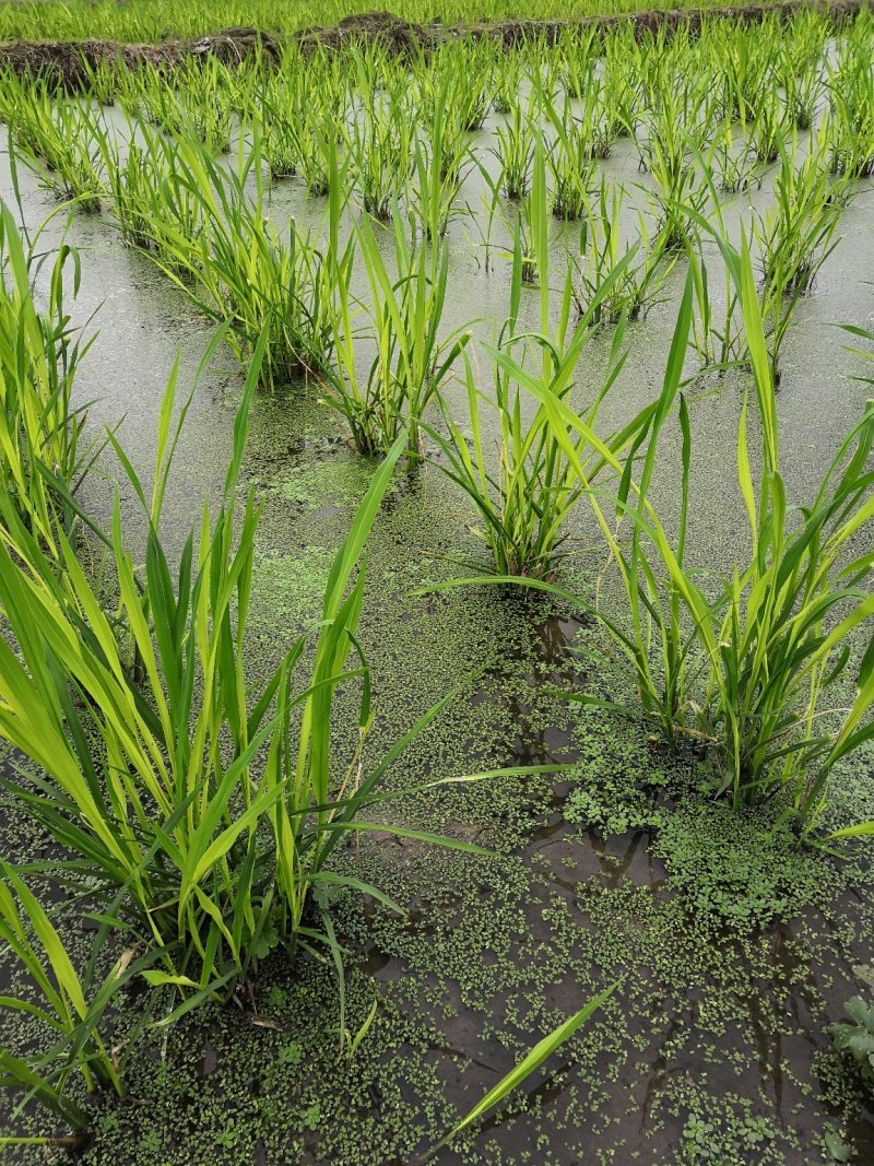 精品茭白苗单季美人茭种苗产量高，个头大茭肉长饱满有需要的