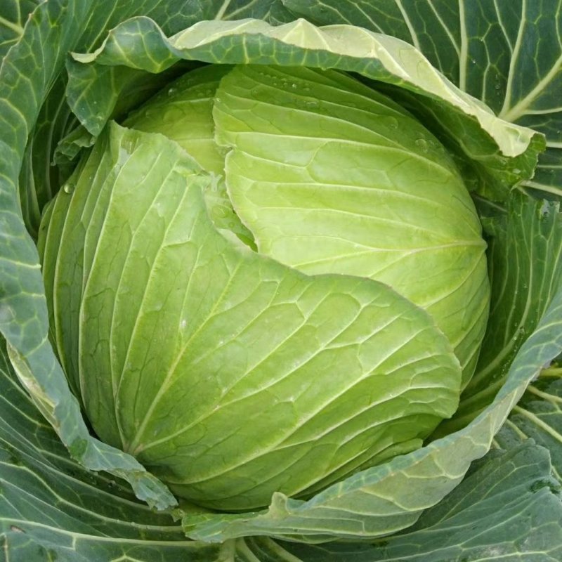 包菜冬脆，春脆，耐烈春神，富士春