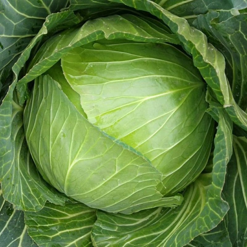 包菜冬脆，春脆，耐烈春神，富士春
