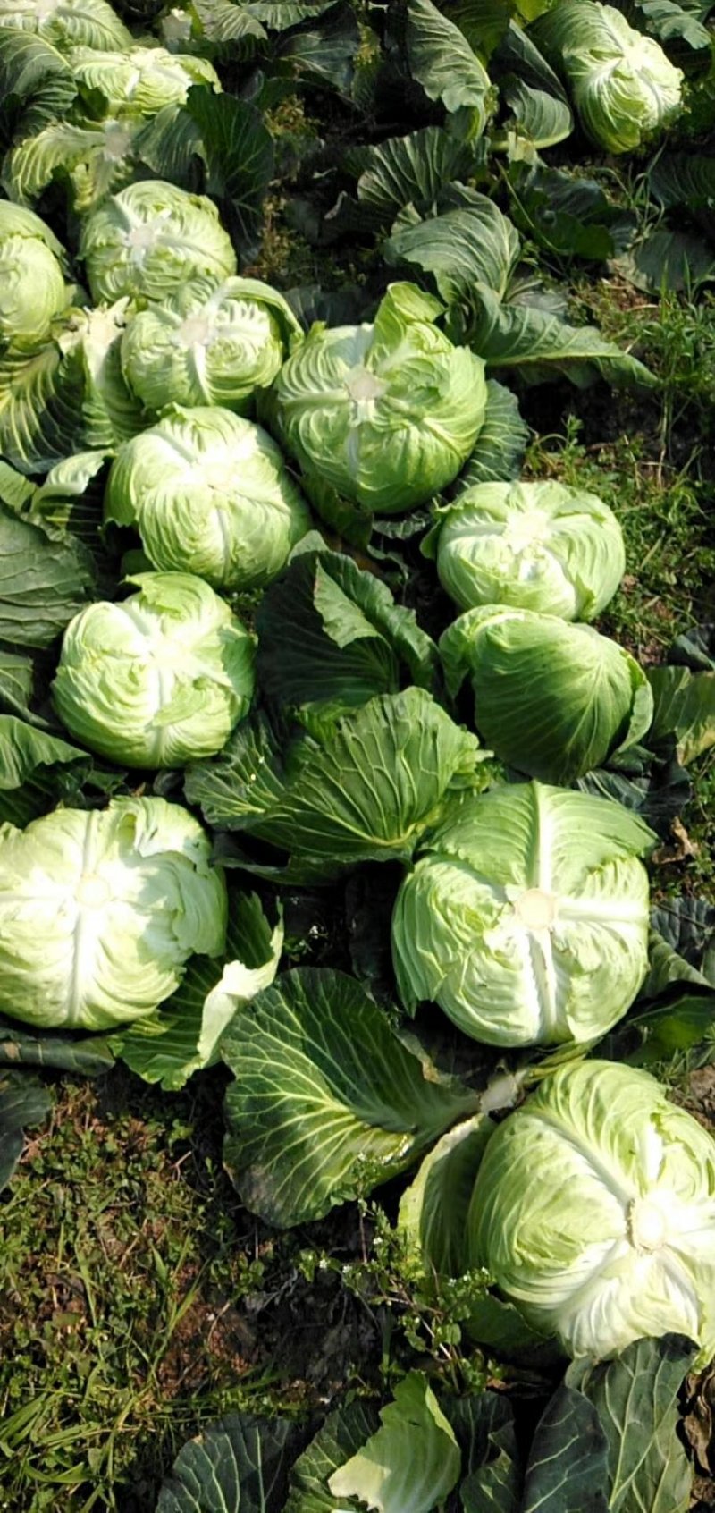 包菜冬脆，春脆，耐烈春神，富士春