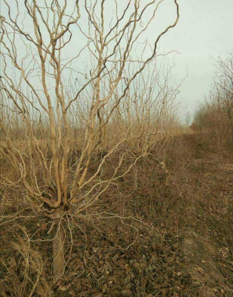 龙桑：根系发达质量有保证价格合理可以实地考察支持线上