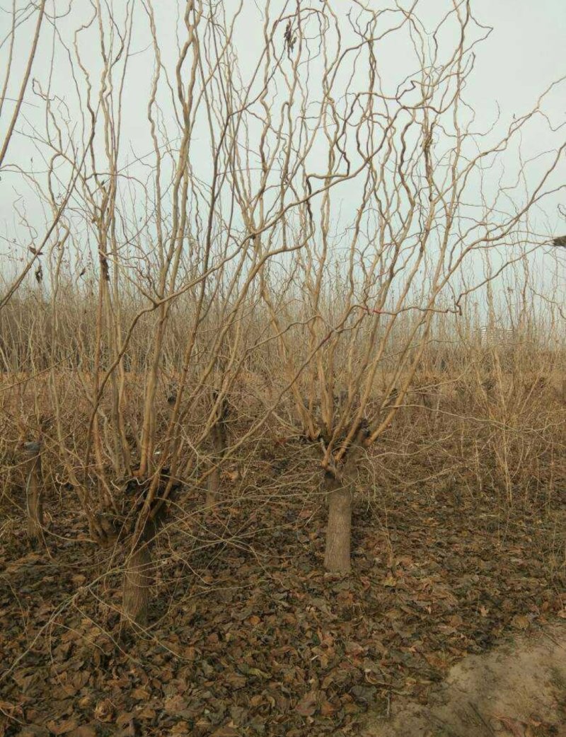 龙桑：根系发达质量有保证价格合理可以实地考察支持线上