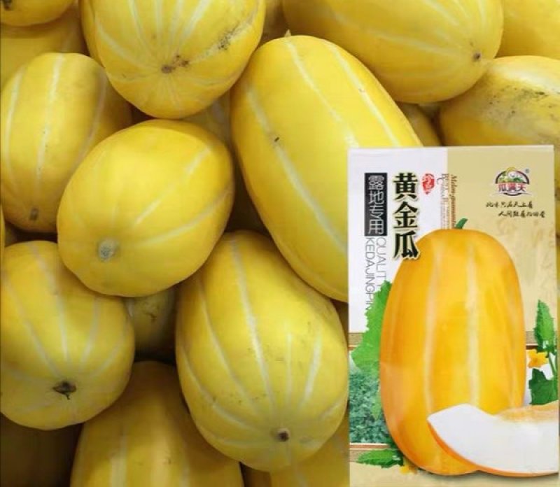 黄皮甜瓜种子十棱黄金瓜种子厚皮甜瓜种子黄香瓜种子5克