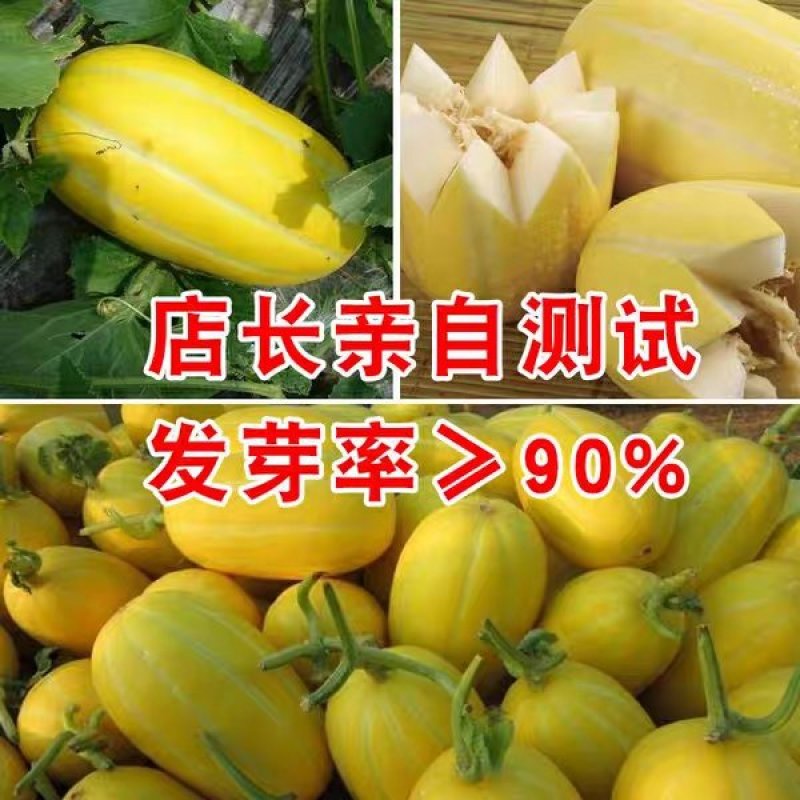 黄皮甜瓜种子十棱黄金瓜种子厚皮甜瓜种子黄香瓜种子5克