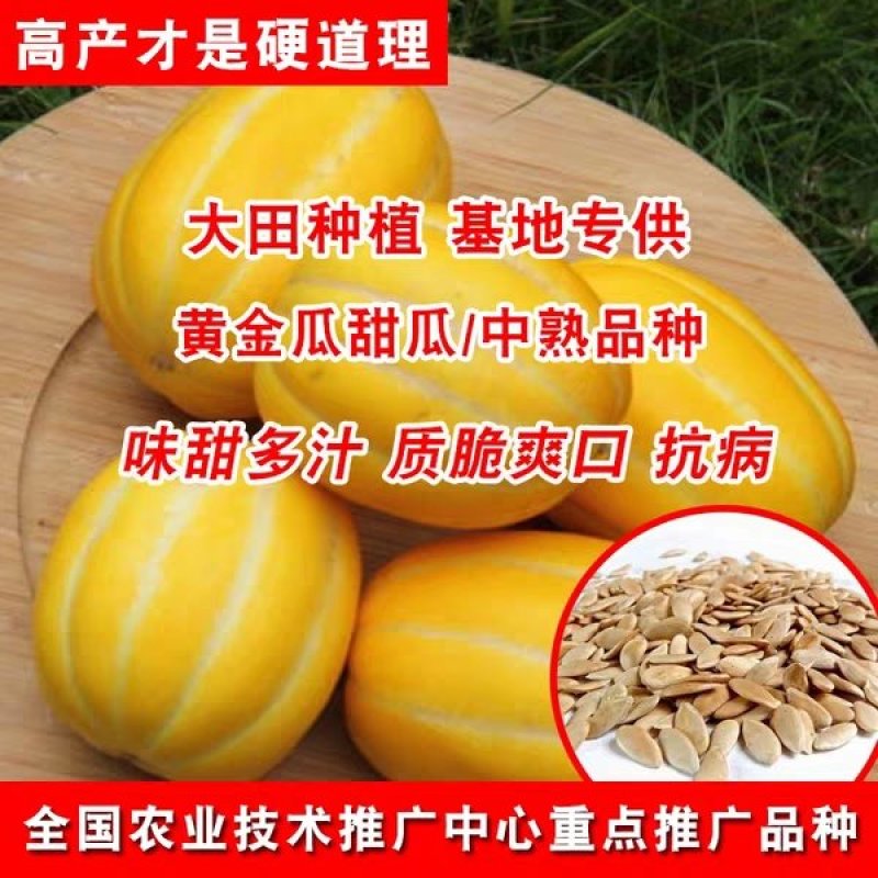 黄皮甜瓜种子十棱黄金瓜种子厚皮甜瓜种子黄香瓜种子5克