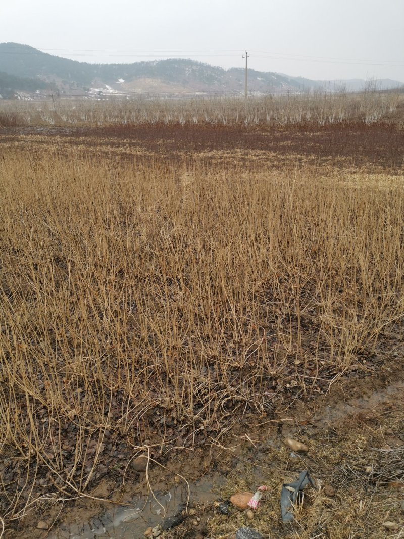 连翘播种苗30公分0.25元保证货到质量数量欢迎各位老板