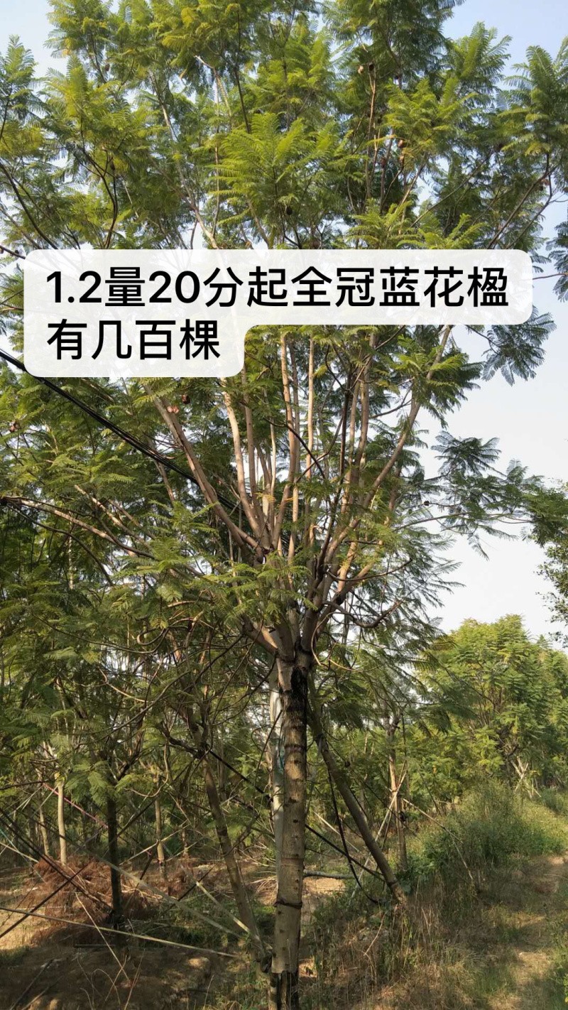 蓝花楹