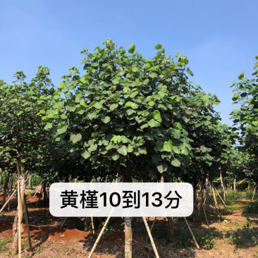 黄槿