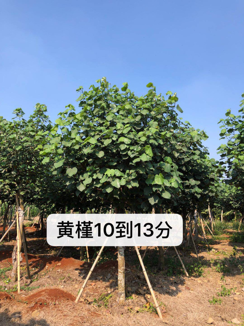 黄槿