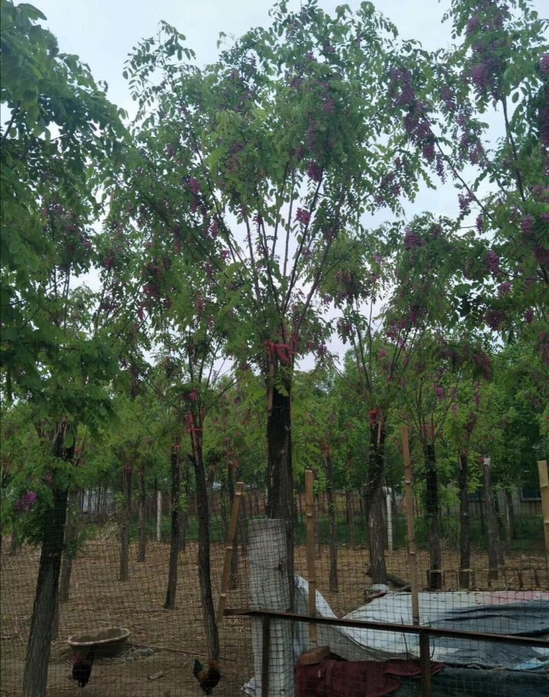 香花槐：根系发达质量有保证价格合理可以实地考察支持线上