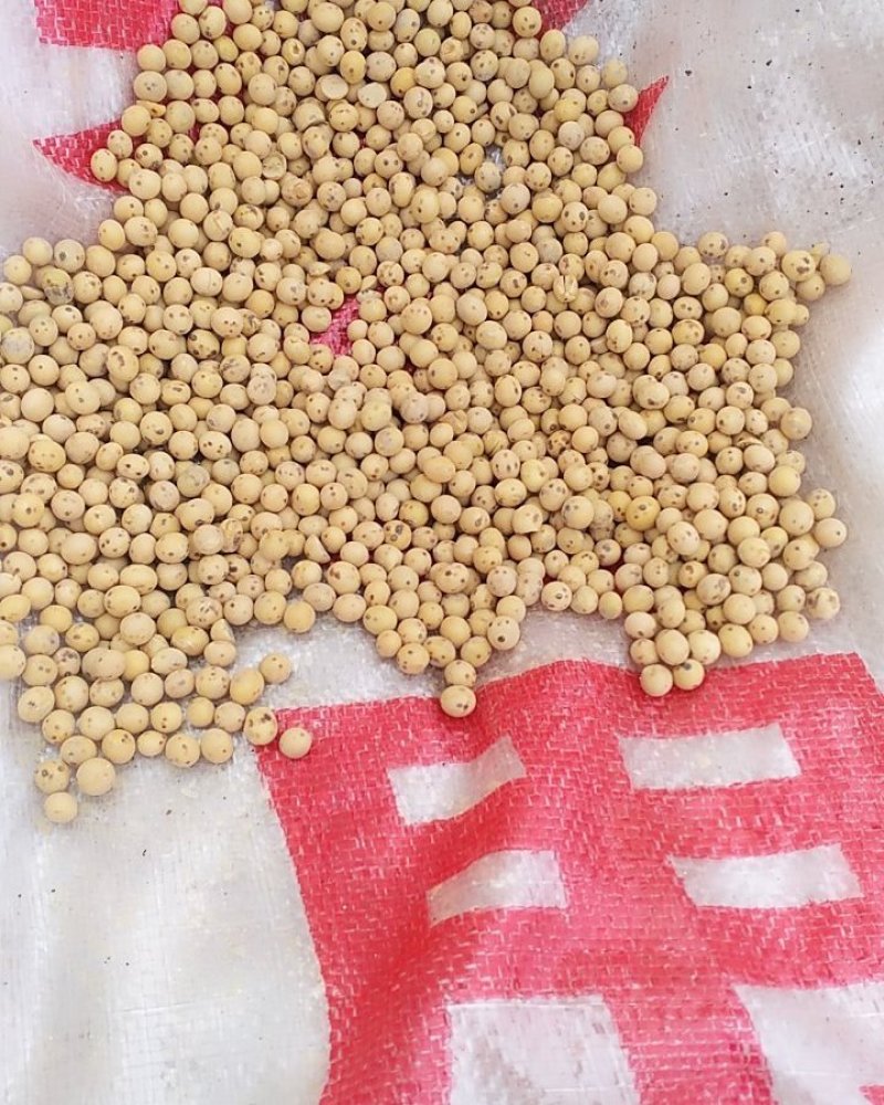 黄豆粉（熟）精选大量批发工厂直销诚信经营量大从优