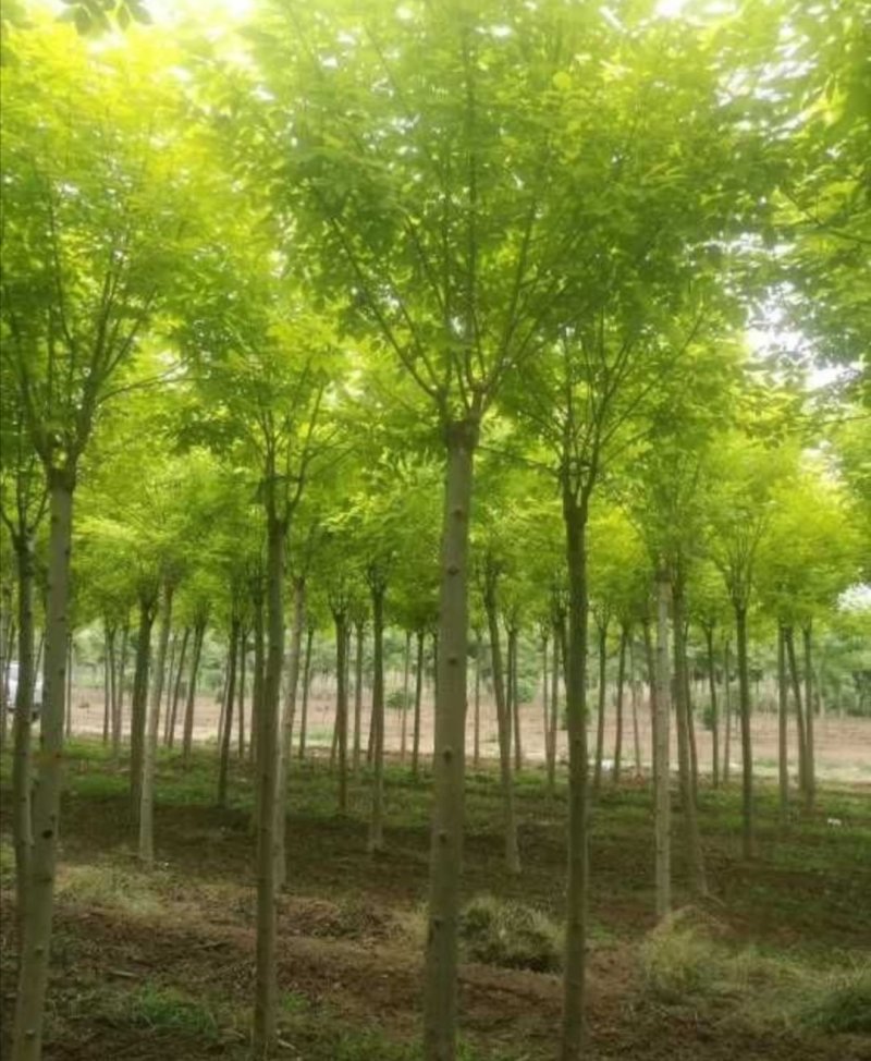 金叶白蜡：根系发达成活率高质量有保证支持线上线下交易