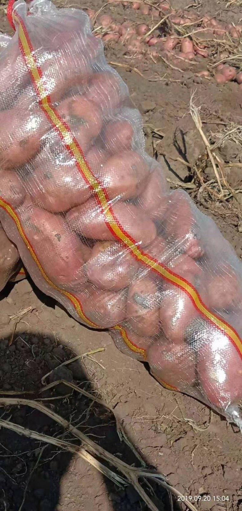 冀张薯12号通货3两以上大量有货