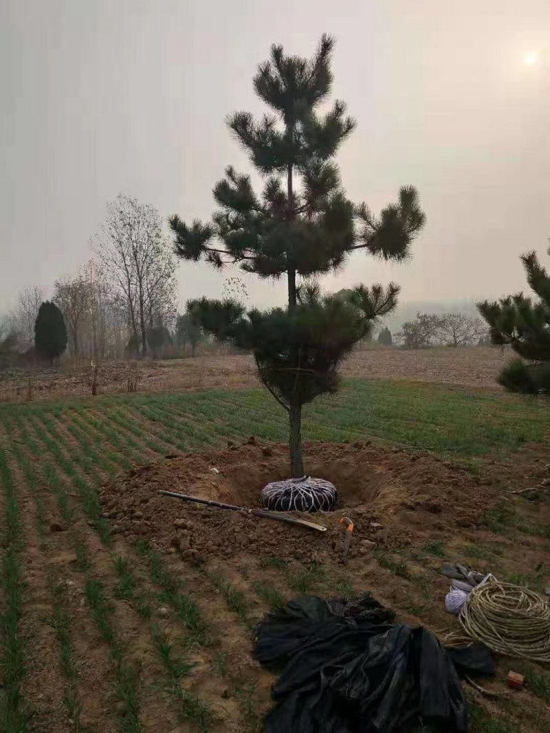 黑松