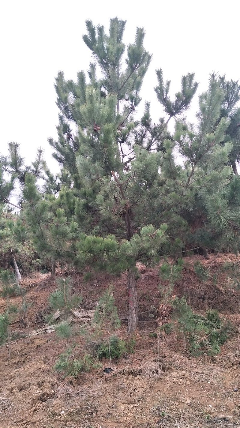 黑松