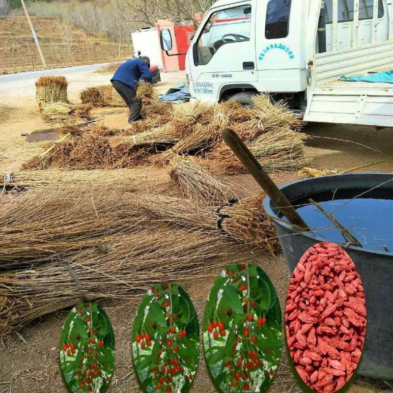 枸杞苗批发产地出售枸杞苗适合南北方种植好成活当年结果