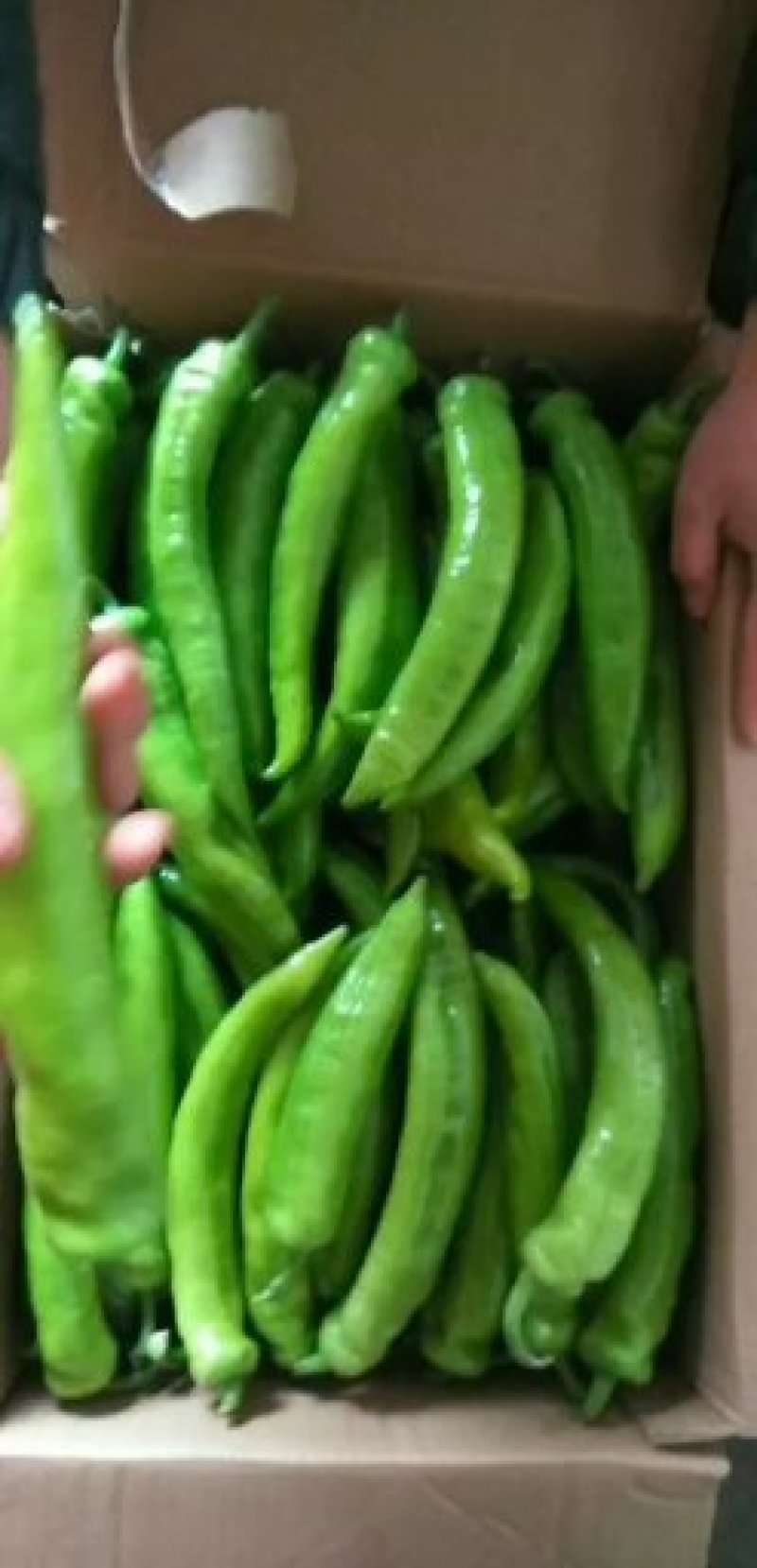 精品尖椒黄皮青皮