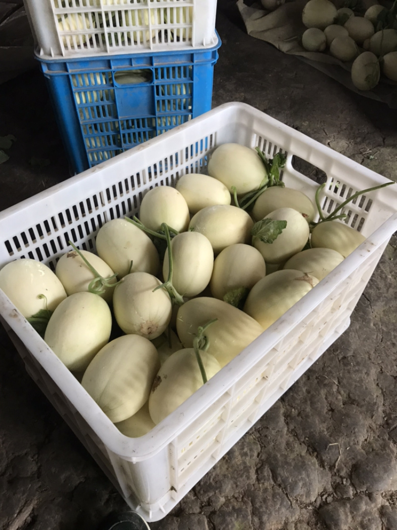 东方蜜一号脆甜爽口浙江温岭东方蜜甜瓜上市